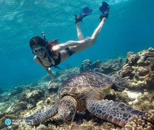 Diving in Apo Island in Dumaguete