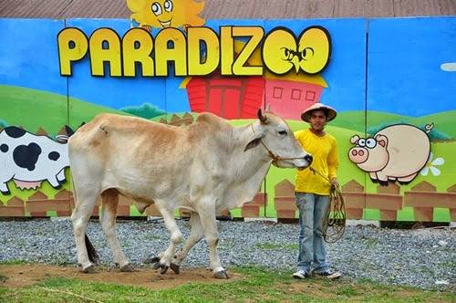 A staff member handles a cow in Paradizoo A staff member handles a cow in Paradizoo