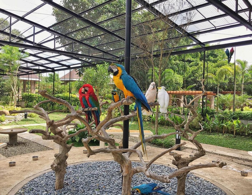 The aviary in Yoki's Farm The aviary in Yoki's Farm