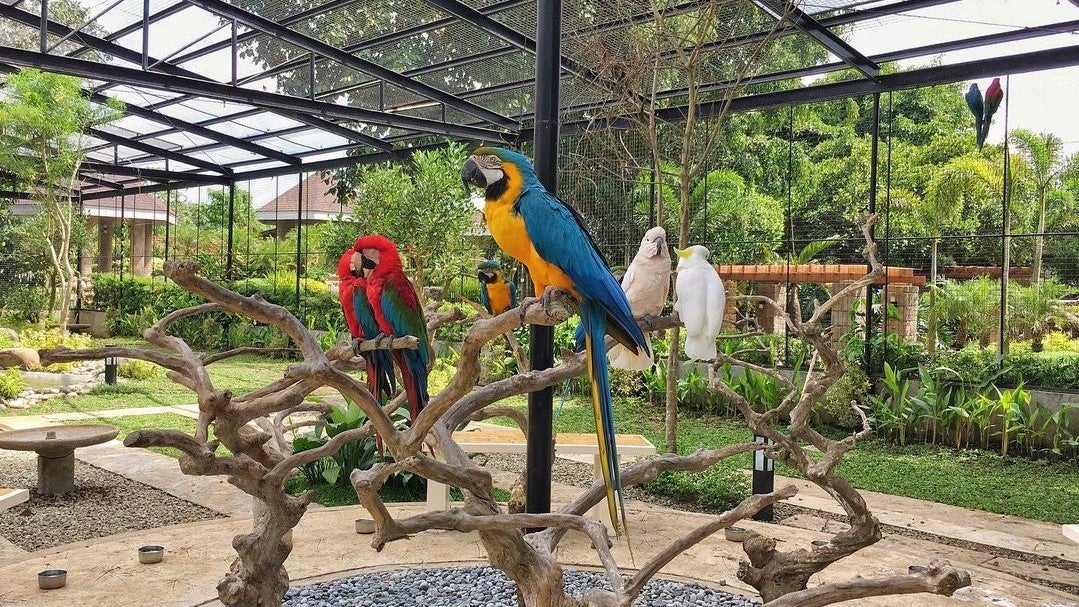The aviary in Yoki's Farm, Cavite.jpg