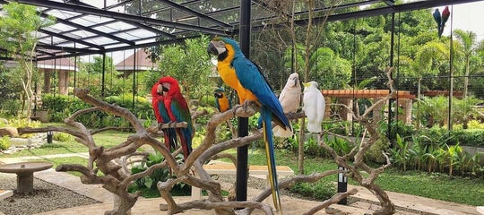 The aviary in Yoki's Farm, Cavite.jpg
