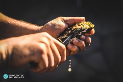 Freshly shucked oysters from Cambuhat Oyster Farm in Bohol