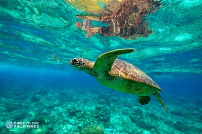 A sea turtle in Dumaguete