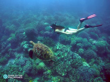 Diving with a sea turtle in Apo Island