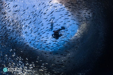 Moalboal Sardine Run in Cebu