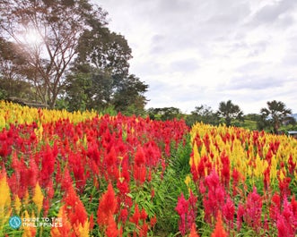 Sirao Flower Farm in Cebu