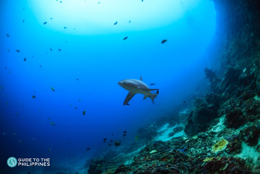 A reef shark in Monad Shoal A reef shark in Monad Shoal