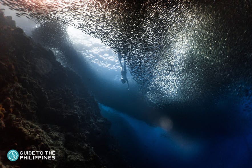 Diver swims near sardines in Moalboal Diver swims near sardines in Moalboal