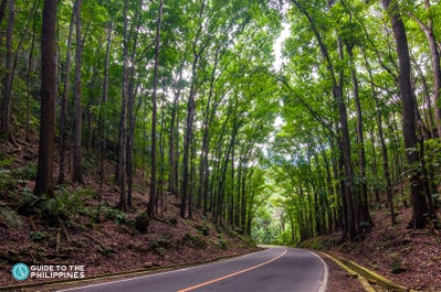 Tall trees at Bilar Manmade Forest in Bohol