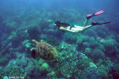 A diver with a sea turtle in Apo Island, Dumaguete