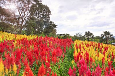 Colorful flowers in Sirao Flower Farm in Cebu
