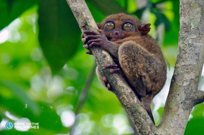 Tarsier Sanctuary in Bohol