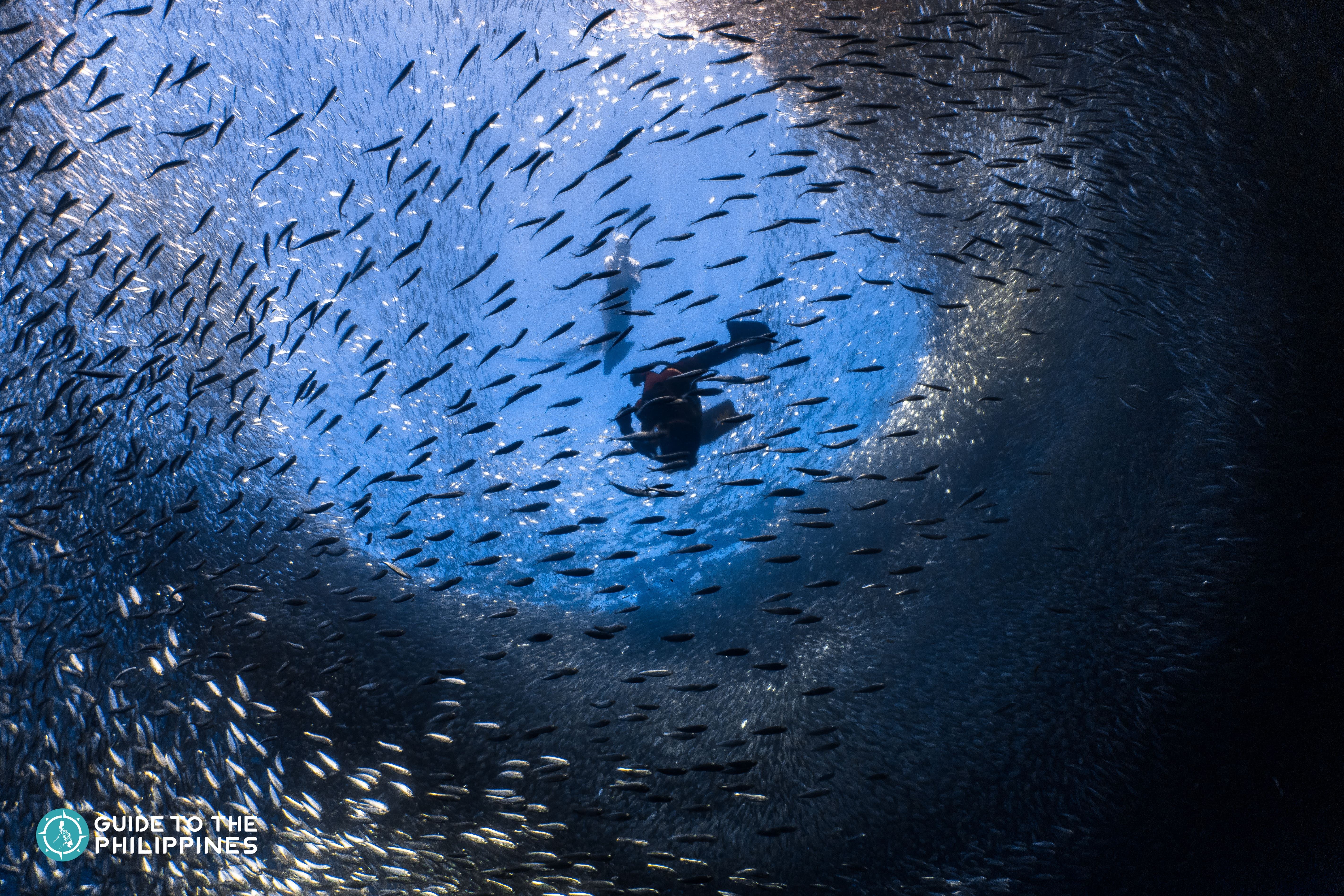 Sardine Run in Moalboal