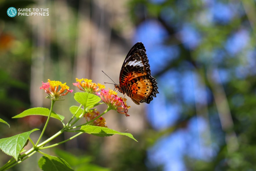 Butterfly resting on flower Butterfly resting on flower