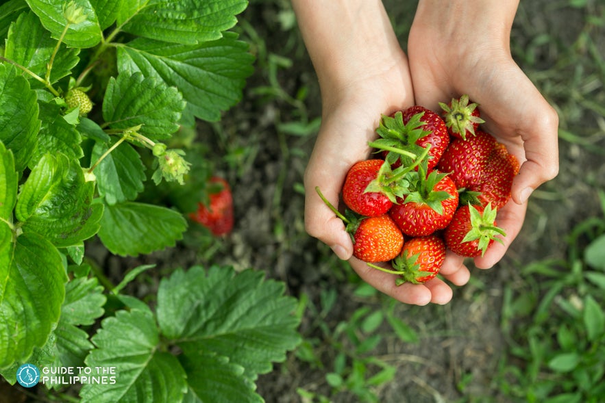 Hands holding strawberries Hands holding strawberries