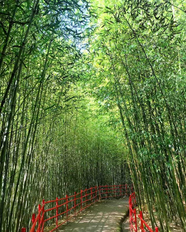 A walkway in the Bamboo Sanctuary in Baguio A walkway in the Bamboo Sanctuary in Baguio