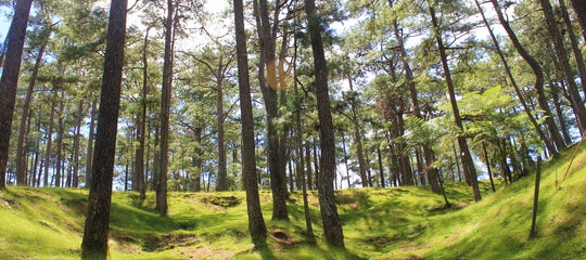 Pine trees in Baguio City.jpg