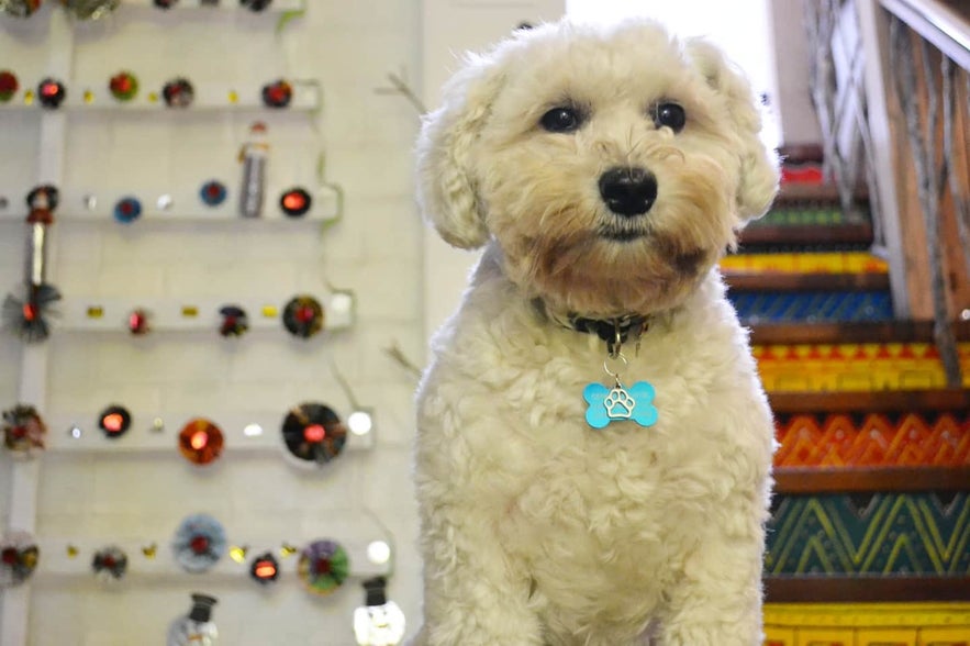 Cabin by Eco Hotel's resident pet named Blue Cabin by Eco Hotel's resident pet named Blue