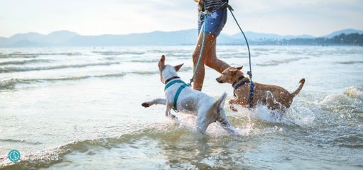 Top 10 Pet-Friendly Resorts and Hotels Near Manila: Batangas, Zambales, Bataan