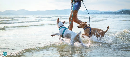 Dogs run in beach with owner.jpg