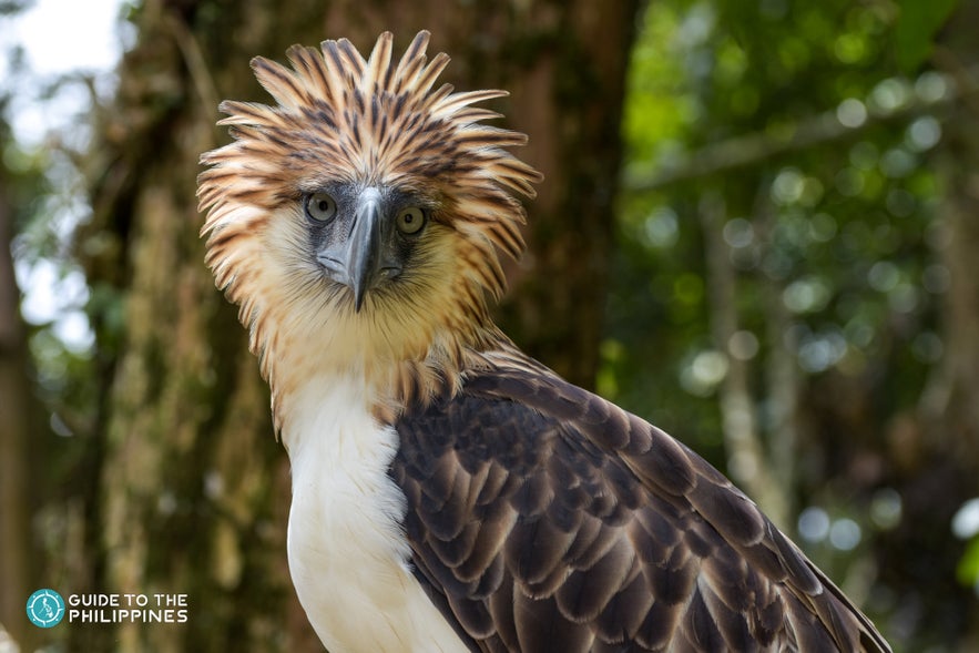 A Philippine Eagle in Davao's Philippine Eagle Centre A Philippine Eagle in Davao's Philippine Eagle Centre
