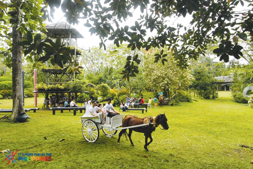 Kalesa ride in Malagos Garden Resort Kalesa ride in Malagos Garden Resort