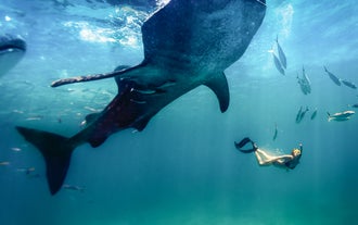 세부 오슬롭에서 고래상어와 스노클링