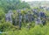 View of Echo Valley in Sagada