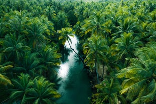 A scenic view of Maasin River, lined with towering coconut trees, a must-see spot on this tour in Siargao Island