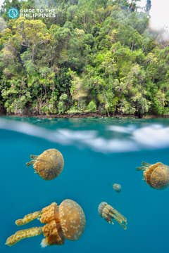 Siargao Sohoton Cove, Club Tara Resort, Tiktikan Lagoon & Naquiawit Island Tour with Transfers