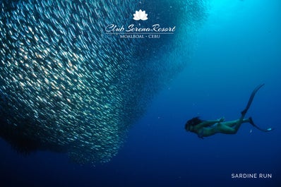 Sardine Run in Moalboal, Cebu