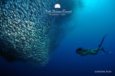 Sardine Run in Moalboal, Cebu
