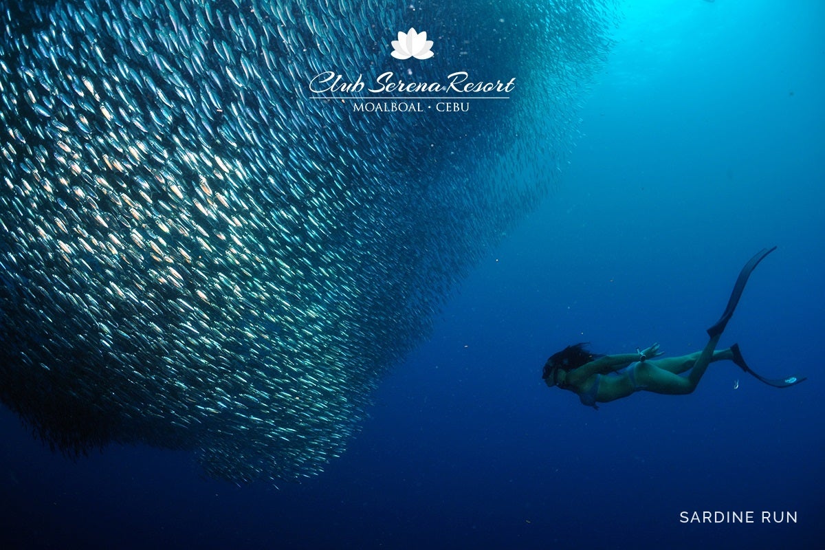 Sardine Run in Moalboal, Cebu