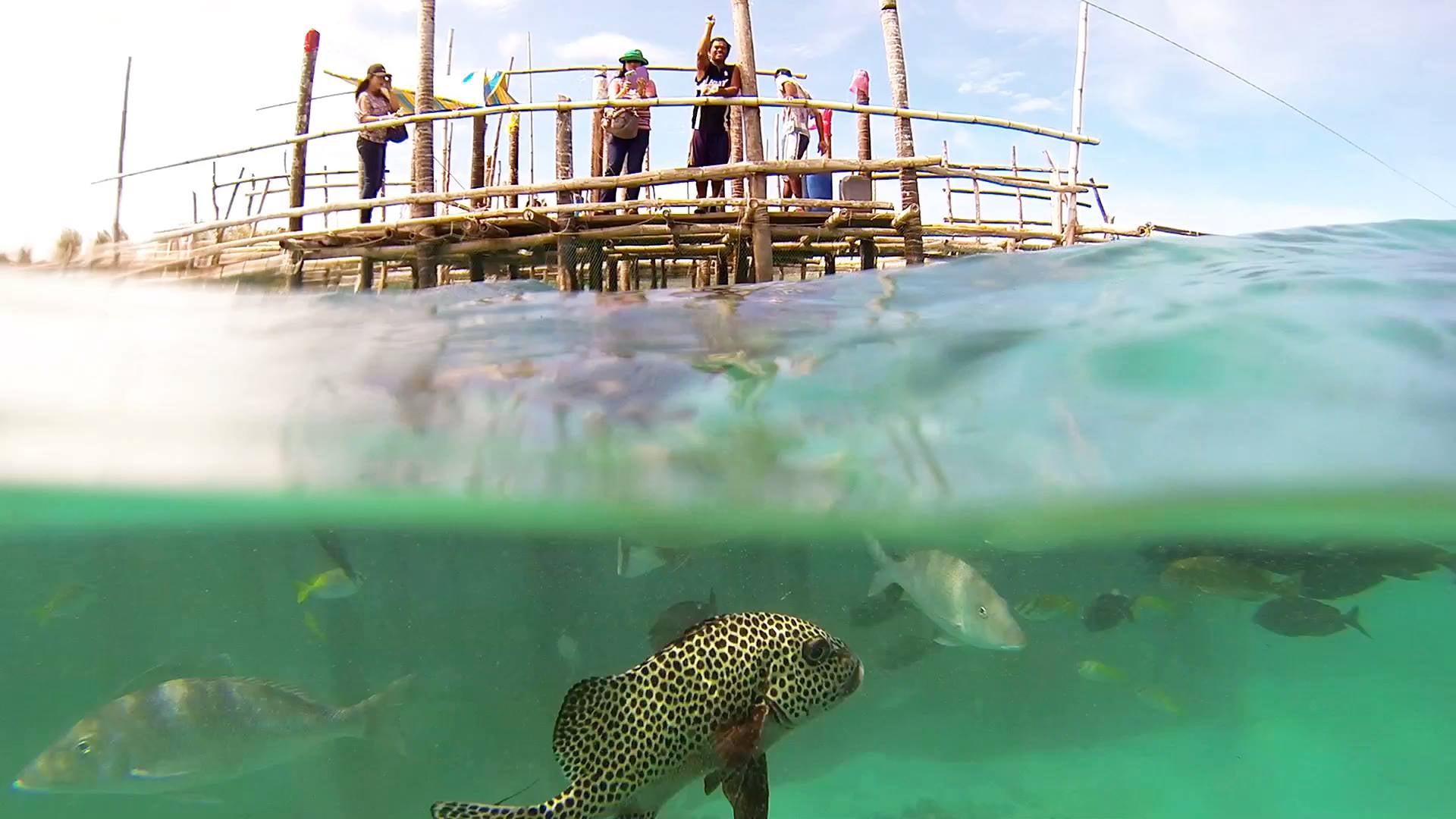 Staff feeding fish at the Juag Lagoon Marine Sanctuary