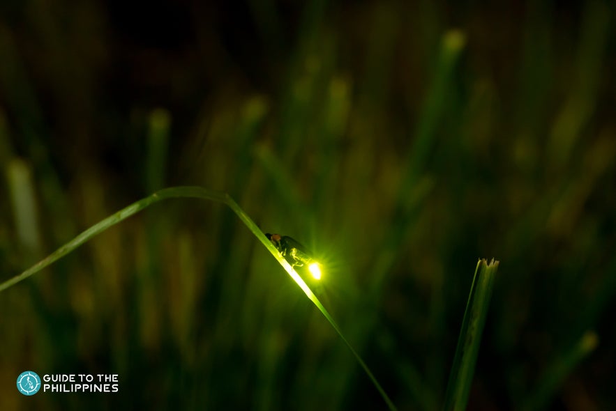 A firefly on a long blade of grass A firefly on a long blade of grass