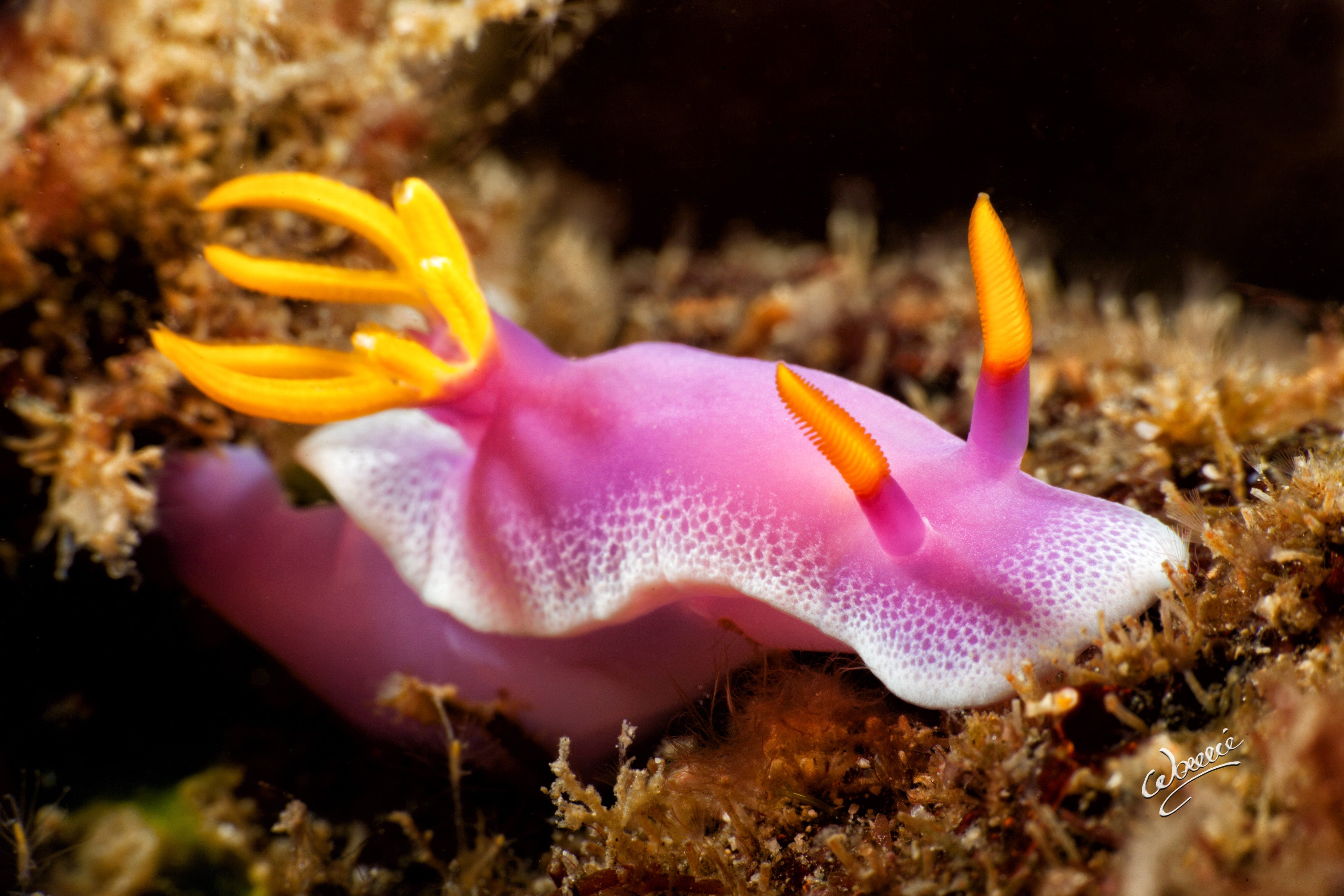 Nudibranch in Anilao, Batangas