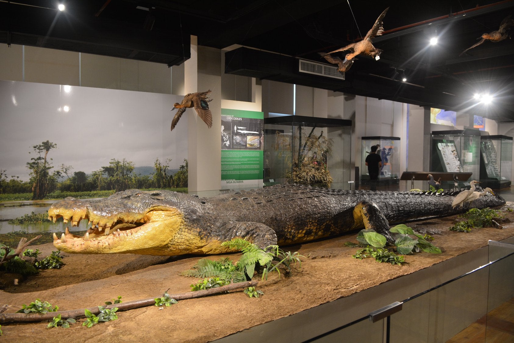 Lolong's preserved body in the National Museum of the Philippines
