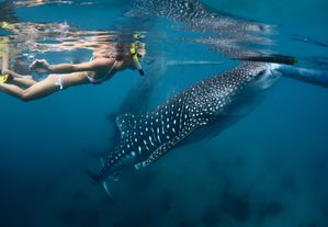 Tourist snorkeling alongside a Whaleshark (Butanding)