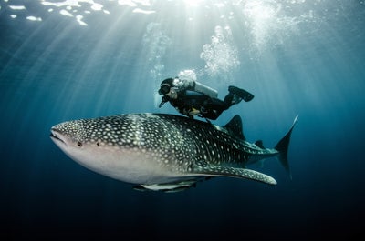 Swim with whalesharks in Oslob, Cebu