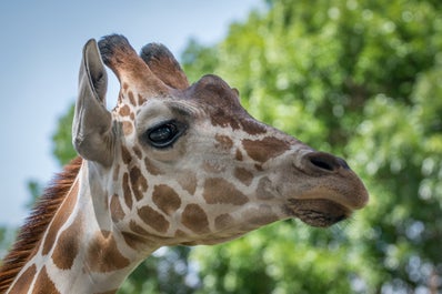 Giraffe at Cebu Safari Park