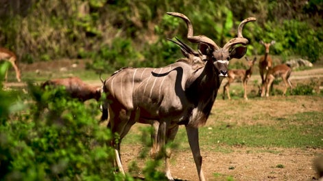 Cebu Safari and Adventure Park