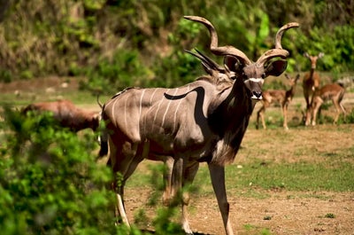 Cebu Safari and Adventure Park