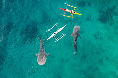 Oslob Whale Watching