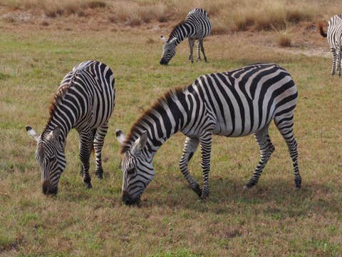 Safari, Beach & Church Tour from Coron Town on Palawan Island with Lunch & Transfers