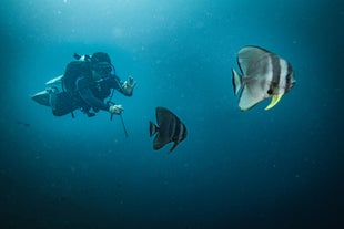 Enjoy the peaceful serenity of the sea while scuba diving in Boracay Island.