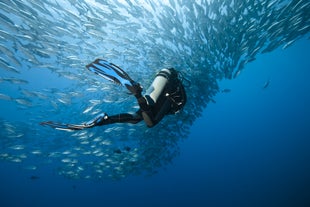 Scuba diving with marine animals in Boracay