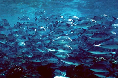 PADI Discover Scuba Dive Course at Sardine Run