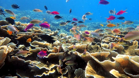 Marine Life of Moalboal, Cebu