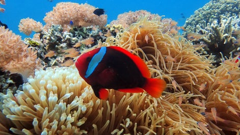 Marine Life of Moalboal, Cebu