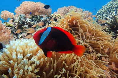Marine Life of Moalboal, Cebu
